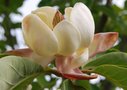 vignette Magnolia x wieseneri  (M. sieboldii x M. obovata)