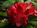 vignette Rhododendron Ana au 17 05 10