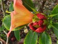 vignette Rhododendron Amber Touch autre vue au 17 05 10