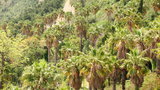 vignette palmeraie de Washingtonia robusta