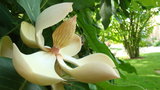 vignette Fleur de Magnolia