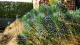 vignette Euphorbia Charracias, Stipa tenuifolia