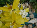 vignette Cornus alba 'Aurea' (floraison)