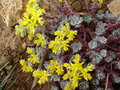 vignette Sedum spathulifolium 'purpureum' (floraison)