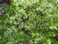 vignette Chionanthus virginicus arbre a neige au parfum trs frais au 17 05 10