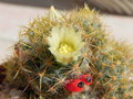 vignette Mammillaria prolifera