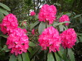 vignette Rhododendron 'Cynhtia'