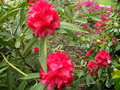 vignette Rhododendron 'Markeeta's Prize'