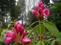 vignette Rhododendron 'Pink Pearl'