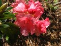 vignette Rhododendron Maelys au 17 05 10