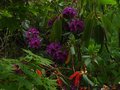 vignette Rhododendron Purple splendour autre vue au 17 05 10