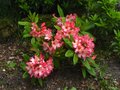 vignette Rhododendron Fire rim au 17 05 10