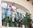 vignette orchides en fleurs et en boutons