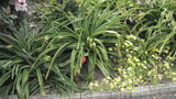 vignette Amaryllis beladonna au printemps