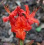 vignette Rhododendron 'Fire Ball'