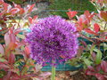vignette Allium aflatunense 'Purple Sensation'