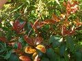 vignette Rhododendron Williamsianum Roots Barrett aux nouvelles pousses chocolat au 20 05 10