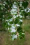vignette Prunus ilicifolia