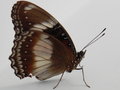 vignette Papillon (Hypolimnas bolina ssp. nerina femelle)