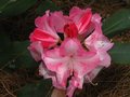 vignette Rhododendron Lem's Monarch au 17 05 10