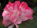 vignette Rhododendron Lem's Monarch autre vue au 17 05 10