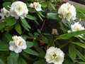 vignette Rhododendron Phyllis Korn au 17 05 10