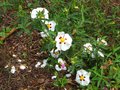 vignette Cistus purpureus alan fradd au 17 05 10