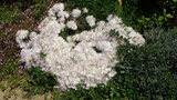 vignette ficoide blanc à grandes fleurs