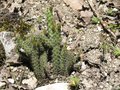 vignette Cylindropuntia
