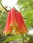 vignette Rhododendron keysii