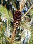 vignette Picea brachytyla