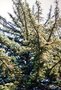 vignette Picea hondoensis