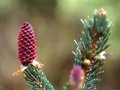 vignette Picea likiangensis