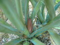 vignette floraison Yucca baccata