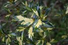 vignette Ilex aquifolium 'Myrtifolia Aurea Maculata'