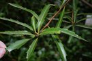 vignette Lomatia myricoides = L. longifolia