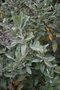 vignette Olearia x oleifolia 'Waikariensis'