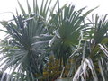 vignette Trachycarpus 360, Feillens, Ain