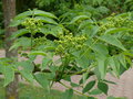 vignette Phellodendron amurense, Feillens, Ain