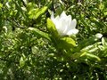 vignette Magnolia stellata