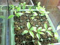 vignette Syzygium aromaticum TROPICAPLANTE
