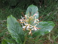 vignette Hedychium yunnanense