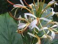 vignette Hedychium yunnanense 'BWJ 7900'