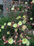 vignette oenothera stricta var sulphurea