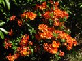 vignette Rhododendron Glowing Embers trs parfum au 22 05 10