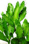vignette Cactaceae - Opuntia