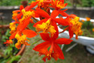vignette Orchidées - Epidendrum sp.