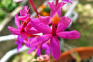 vignette Orchidées - Epidendrum sp.