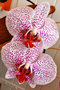 vignette Orchidées - Phalaenopsis