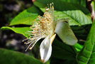 vignette Myrtaceae - Goyave - Psidium guajava
